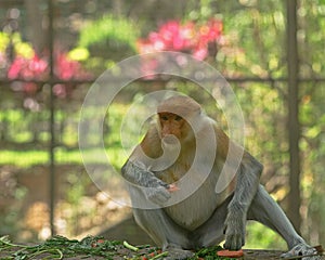 Proboscis monkey Nasalis larvatus or long-nosed monkey