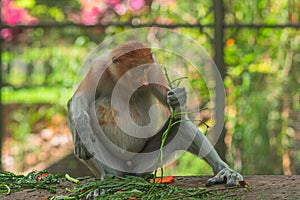 Proboscis monkey Nasalis larvatus or long-nosed monkey