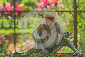 Proboscis monkey Nasalis larvatus or long-nosed monkey