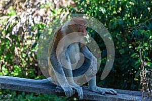 The proboscis monkey (Nasalis larvatus) or long-nosed monkey