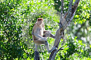 The proboscis monkey (Nasalis larvatus) or long-nosed monkey