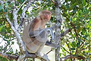 The proboscis monkey (Nasalis larvatus) or long-nosed monkey