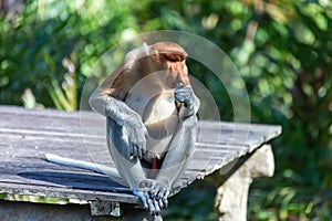 The proboscis monkey (Nasalis larvatus) or long-nosed monkey