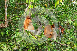 Proboscis monkey Nasalis larvatus - long-nosed monkey dutch monkey