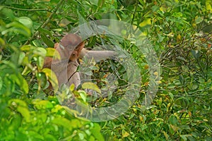 Proboscis monkey Nasalis larvatus - long-nosed monkey dutch monkey