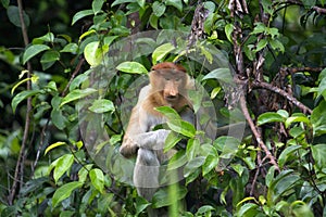 The proboscis monkey or Nasalis larvatus or long-nosed monkey, Indonesia