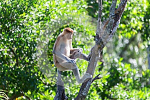 The proboscis monkey (Nasalis larvatus) or long-nosed monkey photo