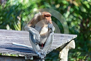 The proboscis monkey (Nasalis larvatus) or long-nosed monkey photo