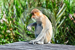 The proboscis monkey (Nasalis larvatus) photo