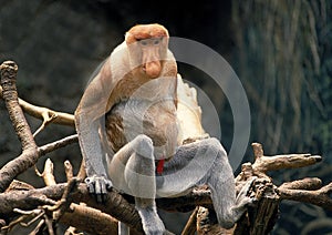 PROBOSCIS MONKEY nasalis larvatus, MALE SITTING ON BRANCH