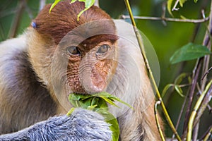 Proboscis monkey Nasalis larvatus near Kinabatangan river, Borneo island, Malaysia