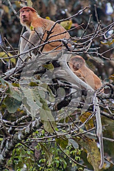 Proboscis monkey Nasalis larvatus near Kinabatangan river, Borneo, Malays