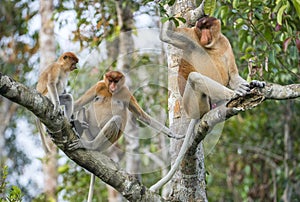 Proboscis Monkey (Nasalis larvatus) sitting on a tree in the wild green on Borneo rainforest