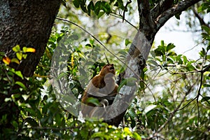 Proboscis monkey o the tree in Borneo forest.