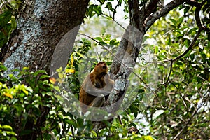 Proboscis monkey o the tree in Borneo forest.