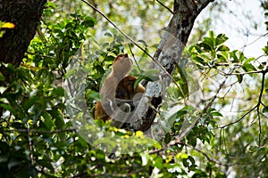 Proboscis monkey o the tree in Borneo forest.