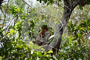 Proboscis monkey o the tree in Borneo forest.