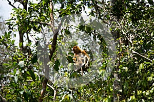 Proboscis monkey o the tree in Borneo forest.