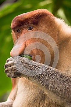 Proboscis monkey portrait