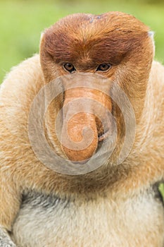 Proboscis monkey profile, Borneo.