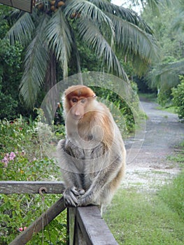 Proboscis monkey photo