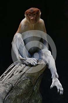 A proboscis monkey is sitting lazily on dry wood