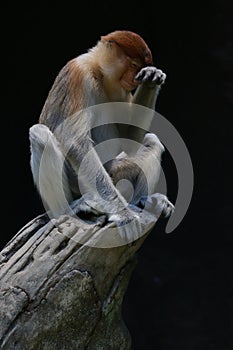 A proboscis monkey is sitting lazily on dry wood