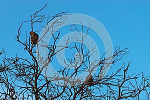 Monos en un árbol 