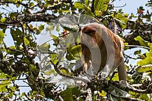 Proboscis Monkey photo