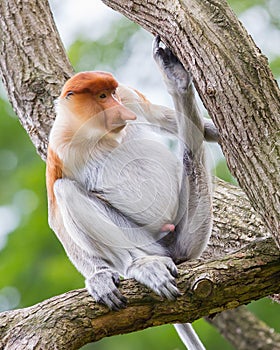 Proboscis monkey in a tree