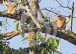 A proboscis monkey on a tree along the Kinabatangan River in Sabah, Malaysian Borneo