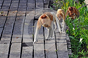 Proboscis monkeys