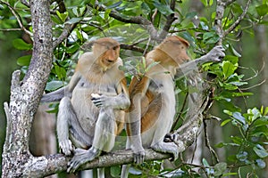 Proboscis monkeys