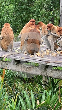 Proboscis monkeys eating on platform in forest