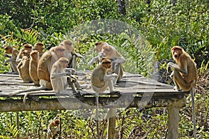 Proboscis monkeys on feeding platform, Borneo