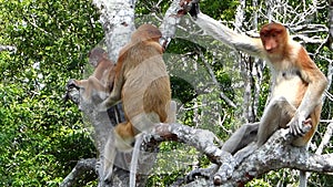 Proboscis monkeys Nasalis larvatus sitting on a tree in Labuk Bay, Sabah, Borneo, Malaysia