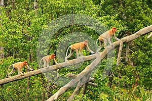 Proboscis monkeys on a tree, Borneo