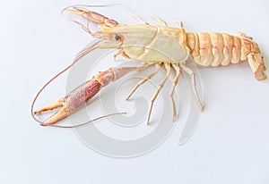 Astacoidea isolated with white background.
