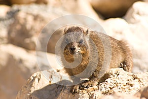 Procavia capensis