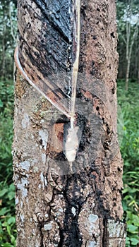 Proccess to make a rubber from rubber plantation. photo