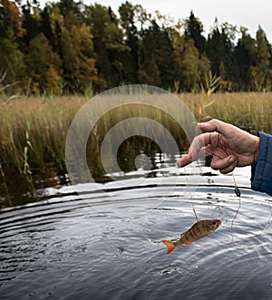 procedure of pike fishing in special trap