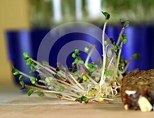 Procedure of sprouts