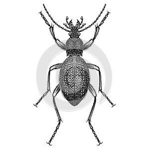 Procerus Caucasicus Audouini beetle illustration vector
