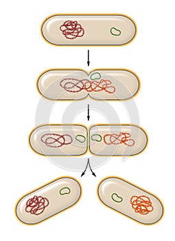 Process of bacterial fission. Reproduction.