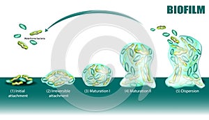 Process of Biofilm formation five stages with development and dispersion diagram. Adhesion of waterborne bacteria on photo