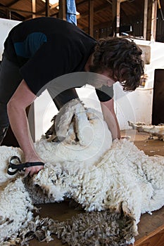 Process of blade-shearing of a sheep
