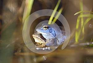 Process of breeding moor frog, Rana arvalis.