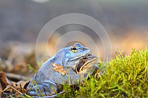 Process of breeding moorfrog Rana arvalis.