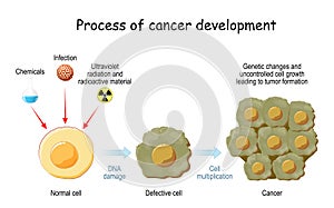 Process of cancer cell development