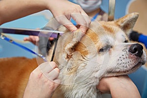 The process of caring for an Akita Inu dog. A woman combs a dog in a barbershop. Close-up